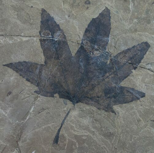 Fossil Sycamore Leaf - Green River Formation #10465